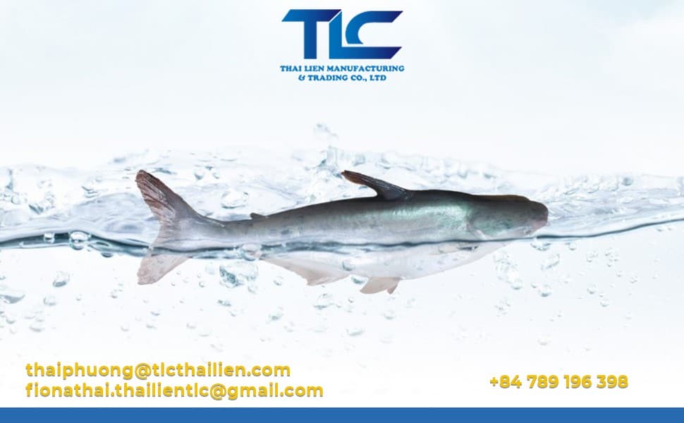 pangasius tlc thai lien