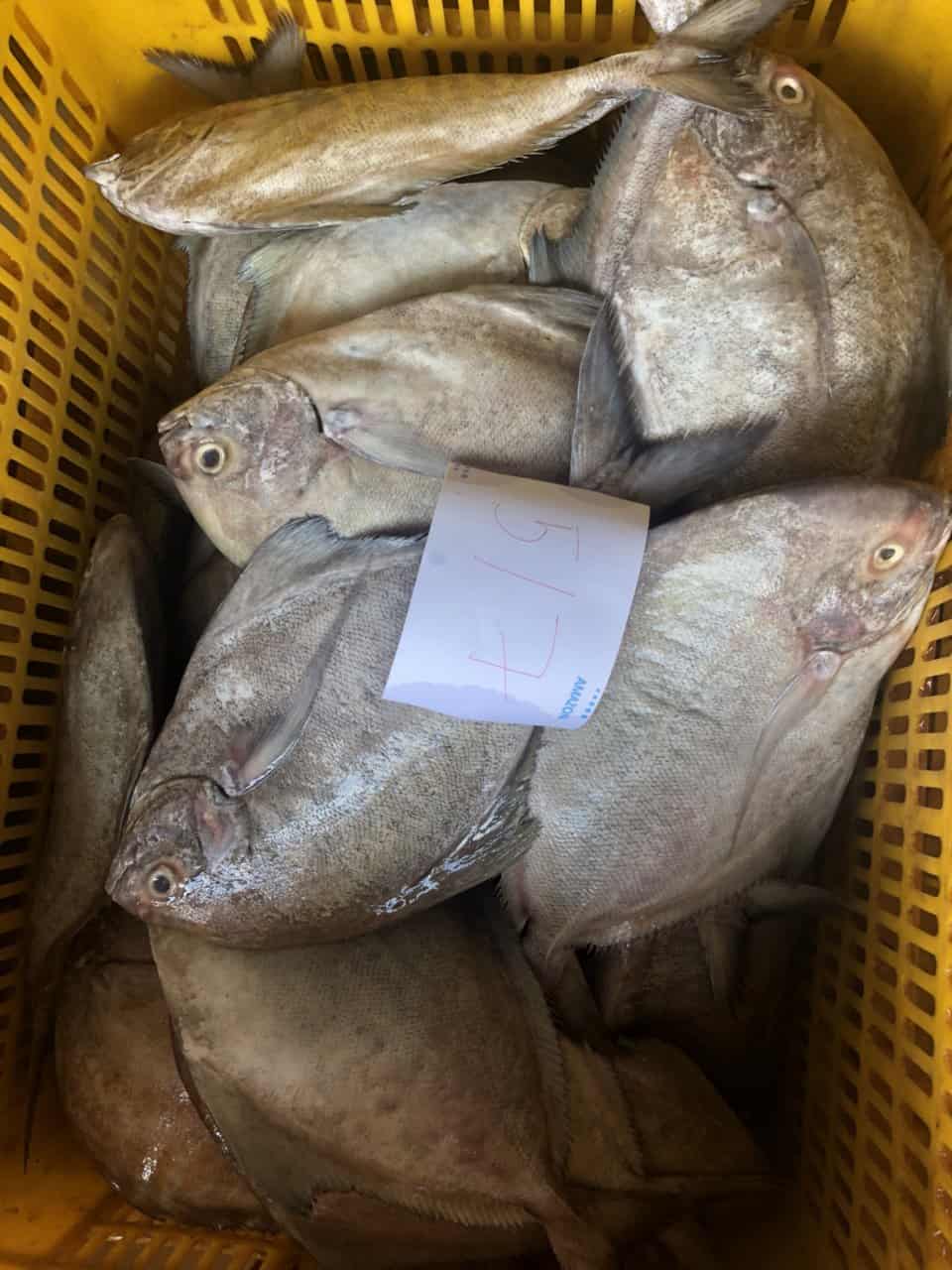 Pomfret fish deals near me