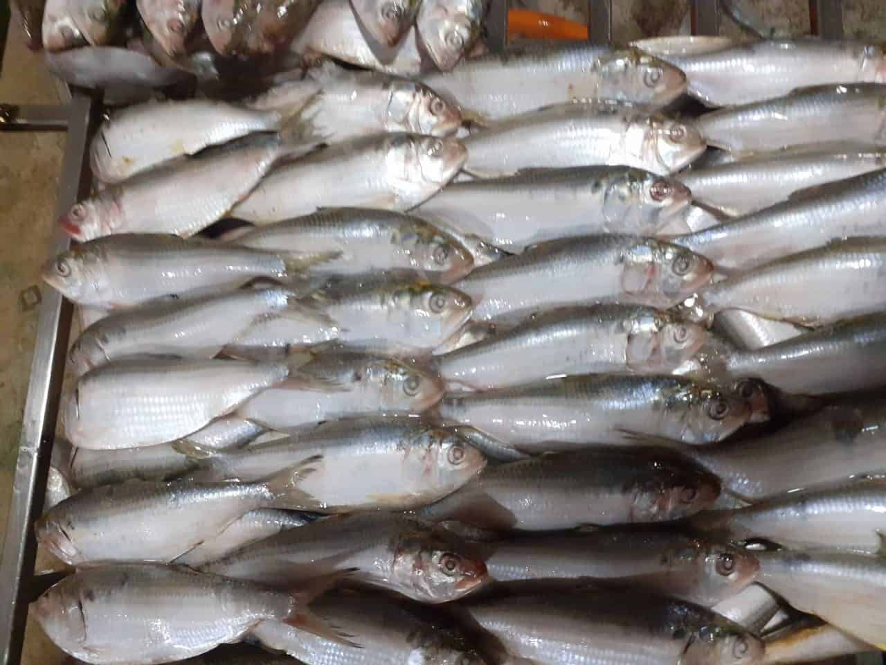 frozen shad, frozen shad Suppliers and Manufacturers at