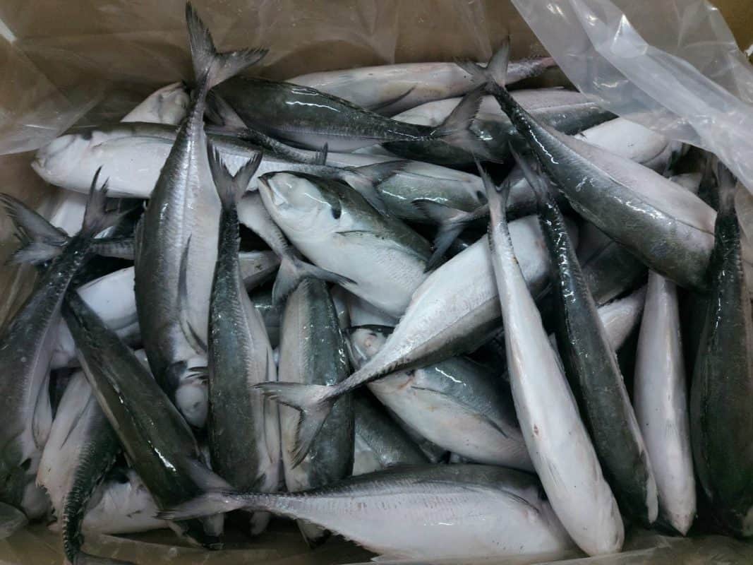 Cheap price Horse Mackerel Frozen Fish in Vietnam