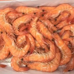 vannamei shrimp HOSO