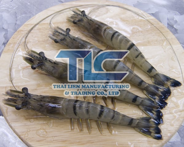 tiger shrimp