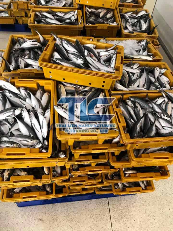 sorting mackerel fish at factory