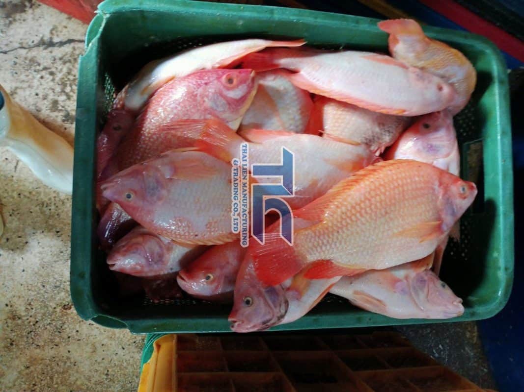 red-tilapia-whole-round