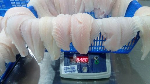 pangasius fillet well trimmed