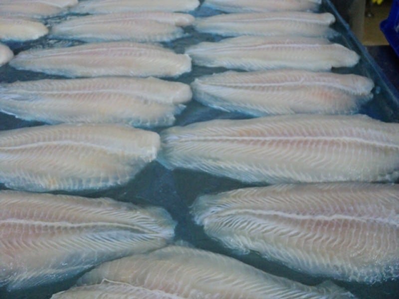 frozen pangasius fillet well trimmed 