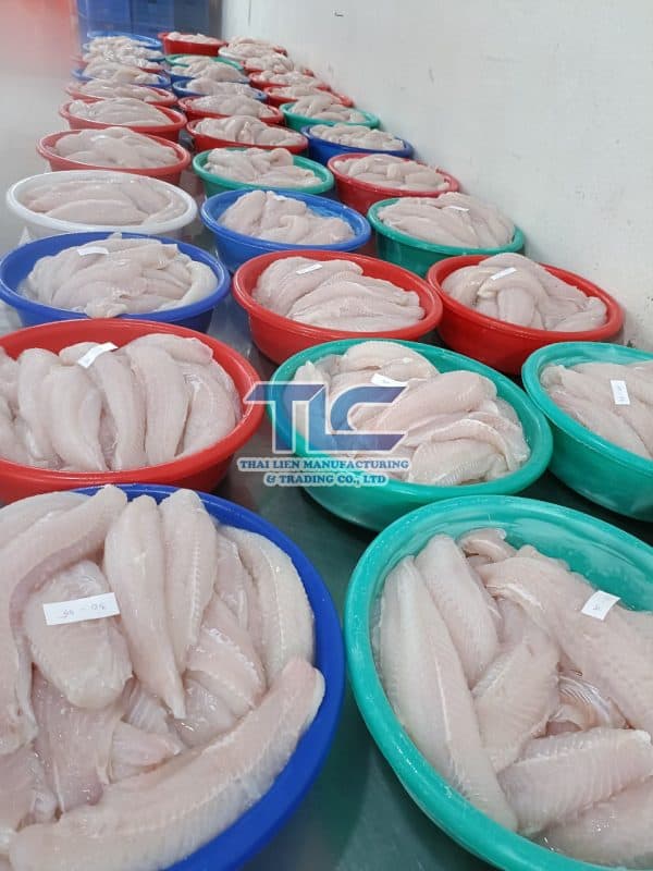 frozen pangasius fillet