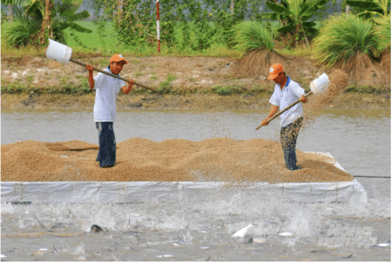 High-tech pangasius farming model in An Giang.