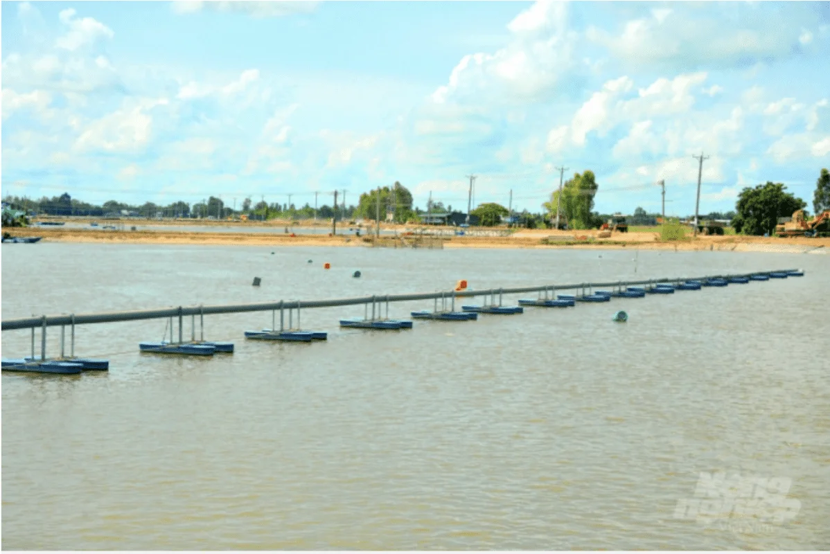 Currently, An Giang is attracting many large enterprises to invest in high-tech pangasius farming for export.