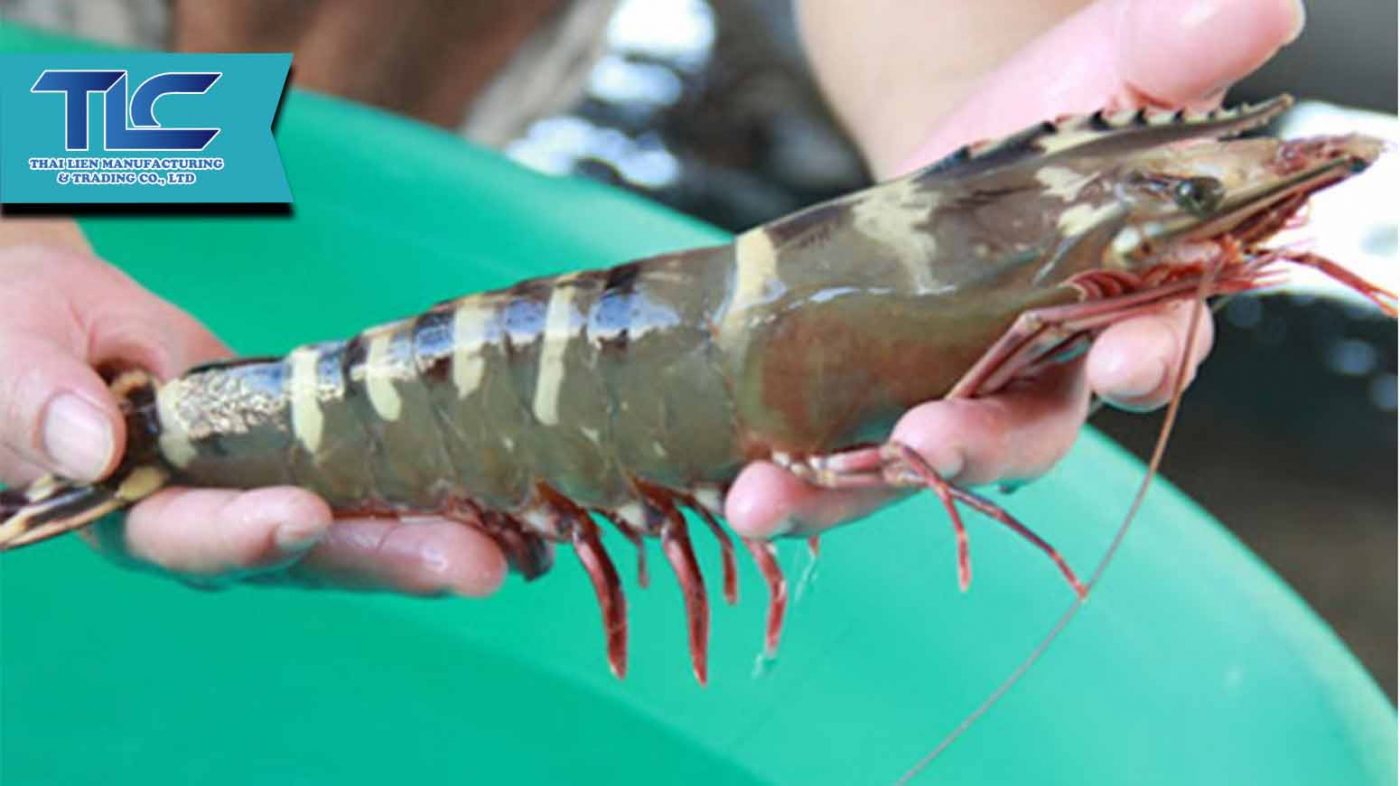 Marine Shrimp (black tiger) vietnam origin